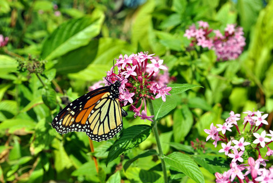 Monarch butterfly Latin name Danaus plexippus
