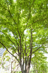 新宿高層ビル街の新緑