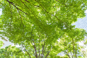新宿高層ビル街の新緑