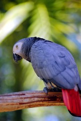African grey parrot Latin name Psittacus erithacus
