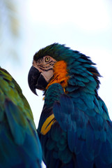 Blue and yellow macaw Latin name Ara ararauna