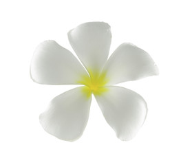 Fototapeta na wymiar White Plumeria (Frangipani Flower) isolated on white background