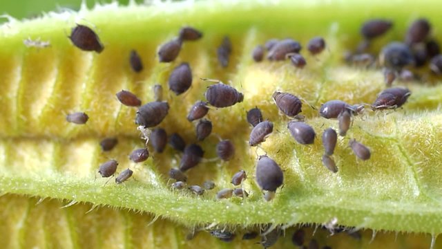 aphids sucking on plant