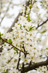 Flowering tree in the spring