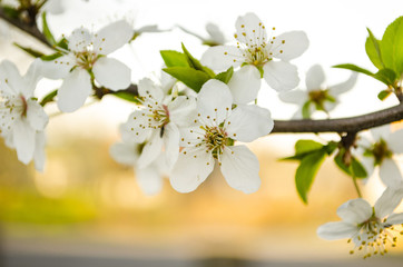 Flowering tree in the spring