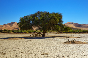 Tree in desert, african landscape