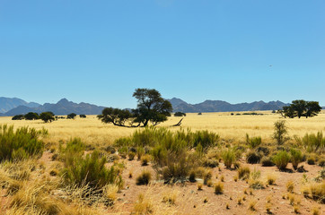Naklejka premium African savanna landscape, Namibia, South Africa