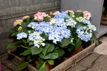 Spring flowers decoration