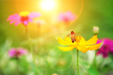 Bee on pollen of yellow flower and sun light