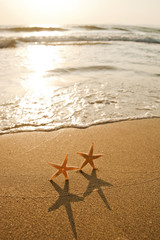 Fototapeta na wymiar sea star by the beach