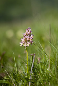 Bifolia
