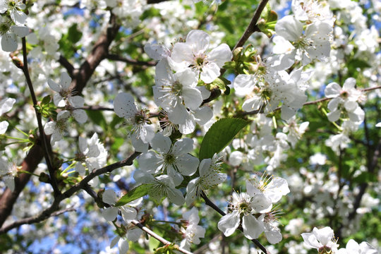 Branch of a blooming fruit tree with white flowers