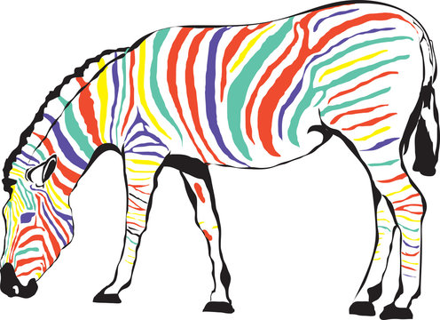 Fototapeta Zebra kolorowa