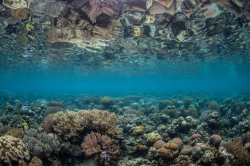 Shallow Pacific Reef 1