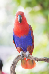 macaw