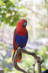 macaw