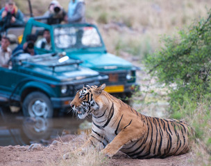 Obraz premium Bengal tiger getting photographed by people in a jeep