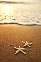 sea star by the beach