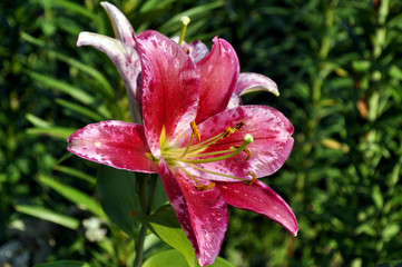 pink lily