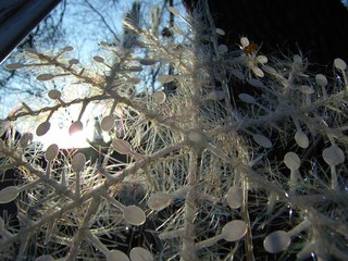 The image of Christmas