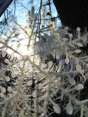 The image of Christmas