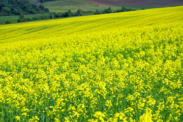 Fototapeta premium blooming field of yellow rapeseed