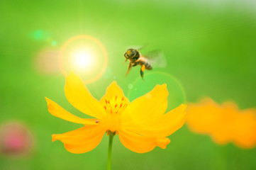 Bee on pollen of yellow flower and sun light