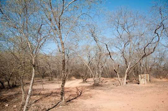 landscape in the national park ranthambore in india - rajasthan