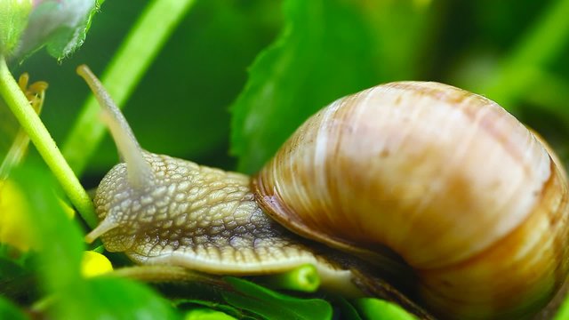Snails near green leaves and meadow flowers episode 4