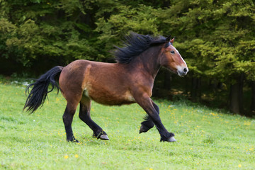 Kaltblut im Galopp