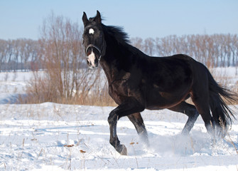A  beautiful darkly-bay stallion  trots on deep snow