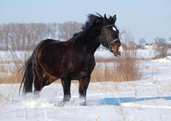 Fototapeta na wymiar A powerful beautiful darkly-bay stallion trots on deep snow