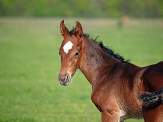 Portrait of little bay foal on a natural background