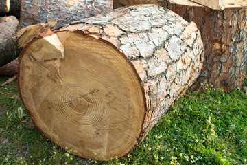 Cutted wood