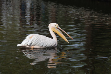 Obraz premium Spot-billed Pelican