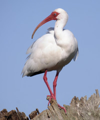 White Ibis in Florida