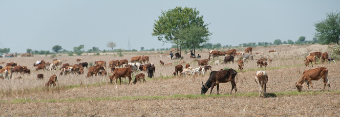 indian cows grazing on the pasture - panorama shot