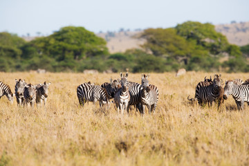 Fototapeta na wymiar Zebra grazing in Serengeti