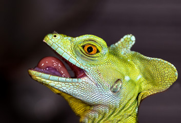 Fototapeta premium Head chameleon selective focus on eye