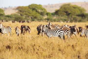 Naklejka na ściany i meble Zebra in Tanzania