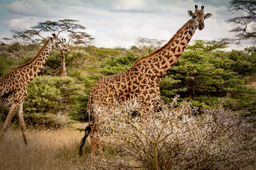 Naklejka premium Giraffes moving through savanna