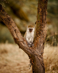 Baby monkey in a tree