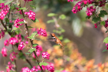 Rufous Hummingbird