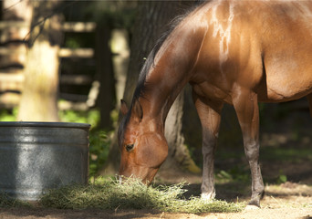 Fototapeta premium Horse eats straw on the ground.