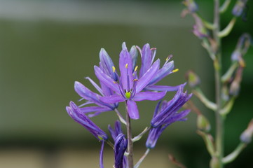 Blaue Gartenblume
