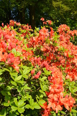 Azalea orange
