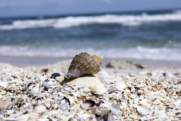Seashells on a beach