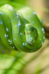 Green snake