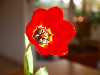 red tulip with yellow lining and black