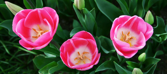 Three Pink Tulips ,Close up